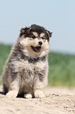 CHIEN FINNOIS DE LAPONIE 613